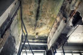 Best Industrial Mold Remediation in USA